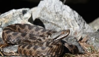 Snakes of Ticino Everything you need to know